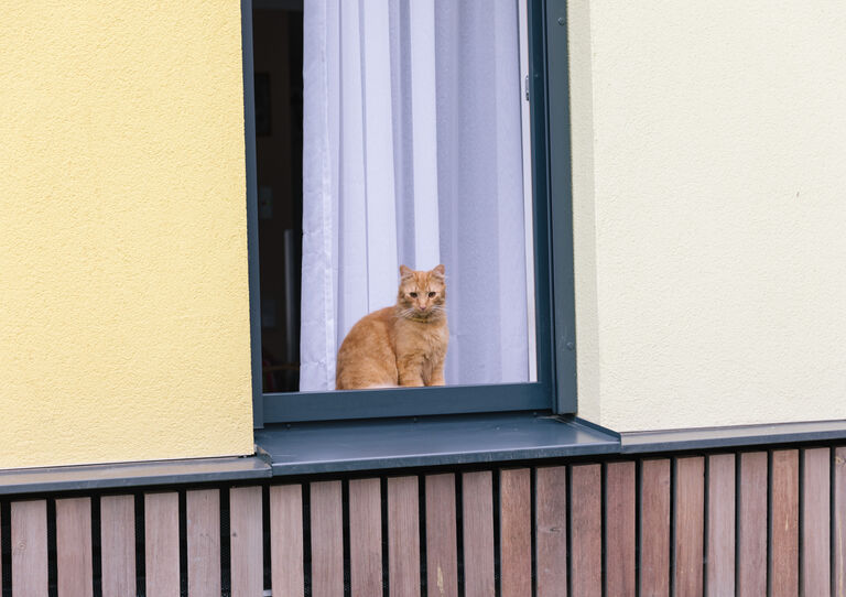 Kater Stephan, die Hauskatze des Stephansheims, blickt aus dem Fenster.