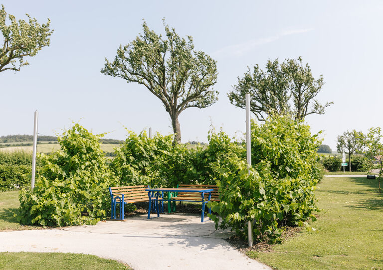Eine Sitzecke im großen Park des Clementinums, umgeben von grünen Weinreben.